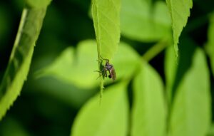 チワワが噛む噛みつき対策に効果的なおもちゃは？