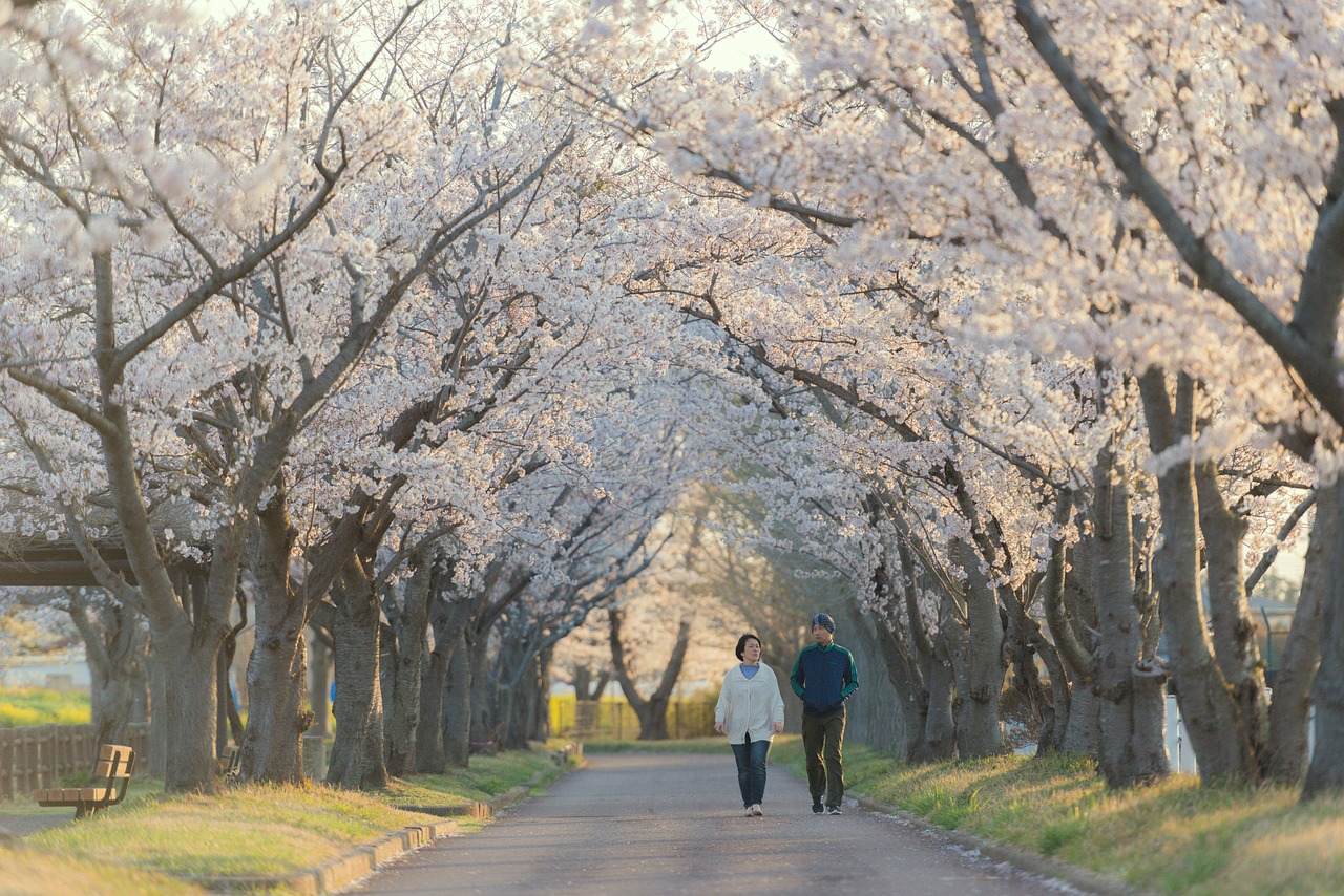 チワワが散歩を嫌がる理由とは何ですか？
