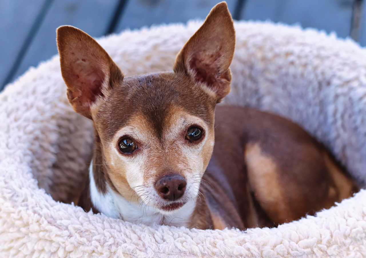 チワワが散歩中に他の犬を怖がる原因とは？