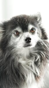 チワワが散歩中に他の犬を怖がる理由と対策は？