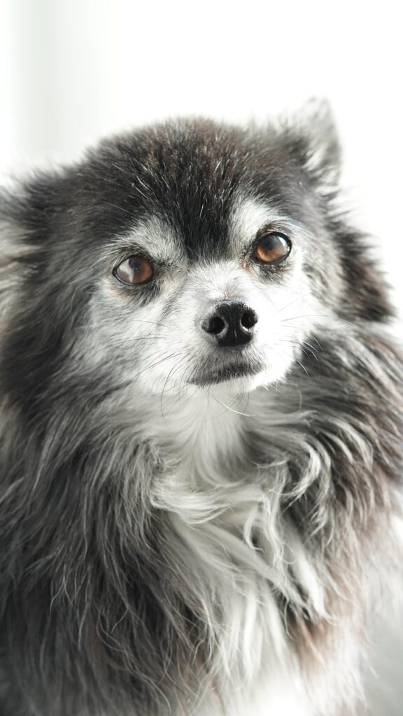 チワワが散歩中に他の犬を怖がる理由と対策は？