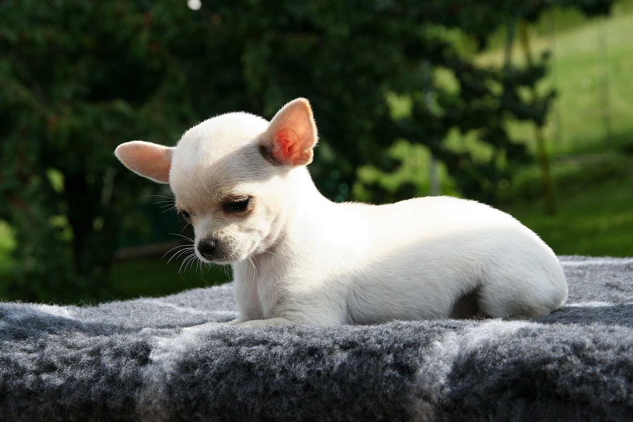 チワワの留守番対策として老犬におすすめの方法は？