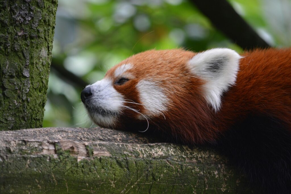 チワワの留守番対策におすすめの暑さ対策は？