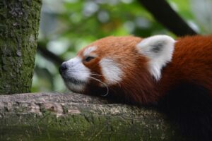 チワワの留守番対策におすすめの暑さ対策は？