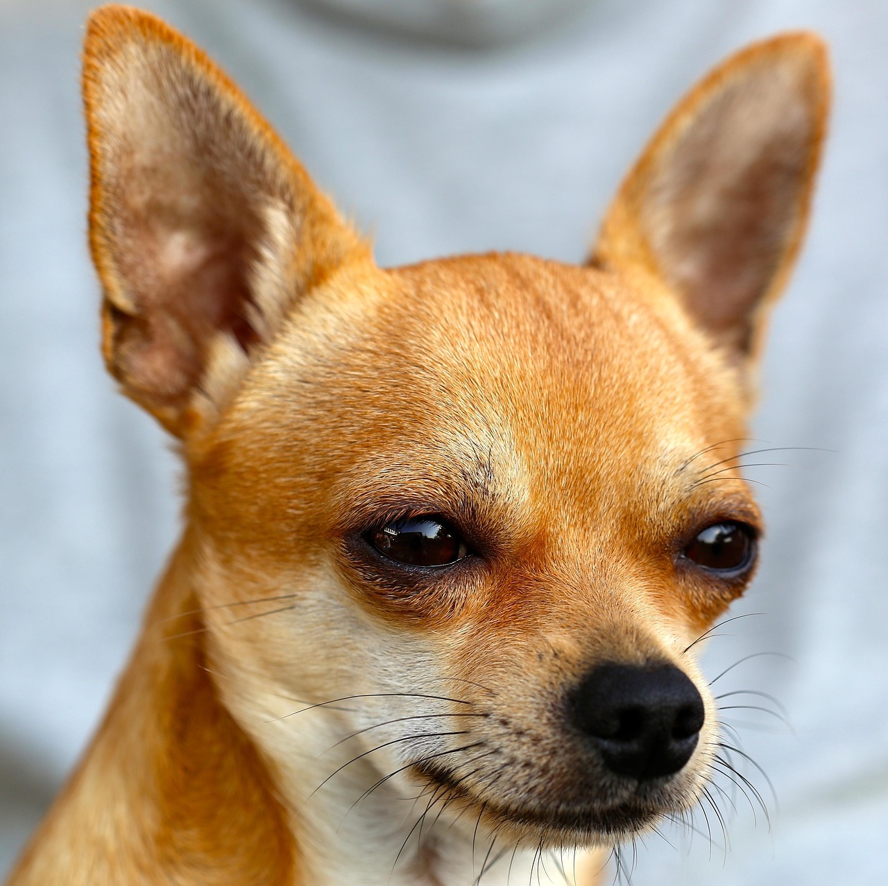 チワワの留守番対策におすすめの老犬ケア方法は？