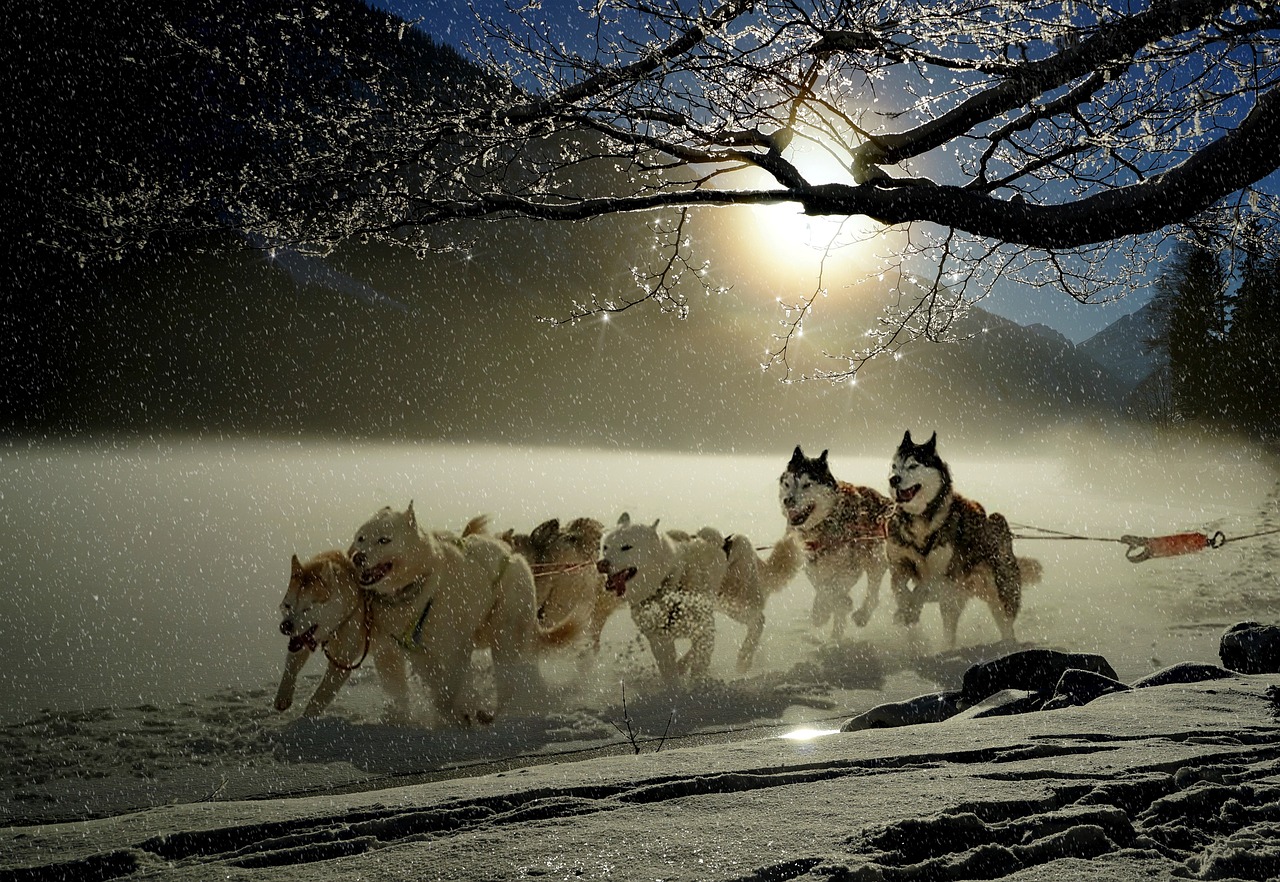 チワワが吠える理由と他の犬との違いは？