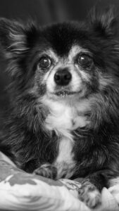 チワワが噛む噛みつきの予防方法は？