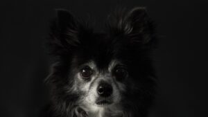 チワワが噛む噛みつきの矯正方法は？