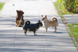 チワワが散歩中に吠える理由とは？