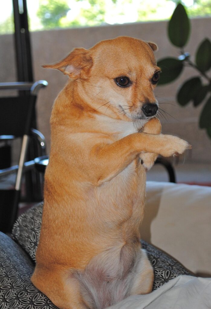 チワワが留守番中に安心して過ごすためのポイントは？