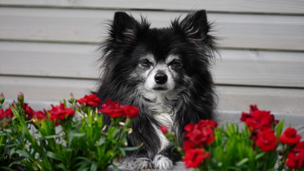 チワワの噛む噛み癖を効果的に矯正する方法は？