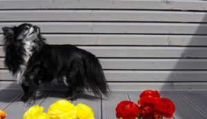 チワワの噛む癖を矯正するための効果的な方法は？