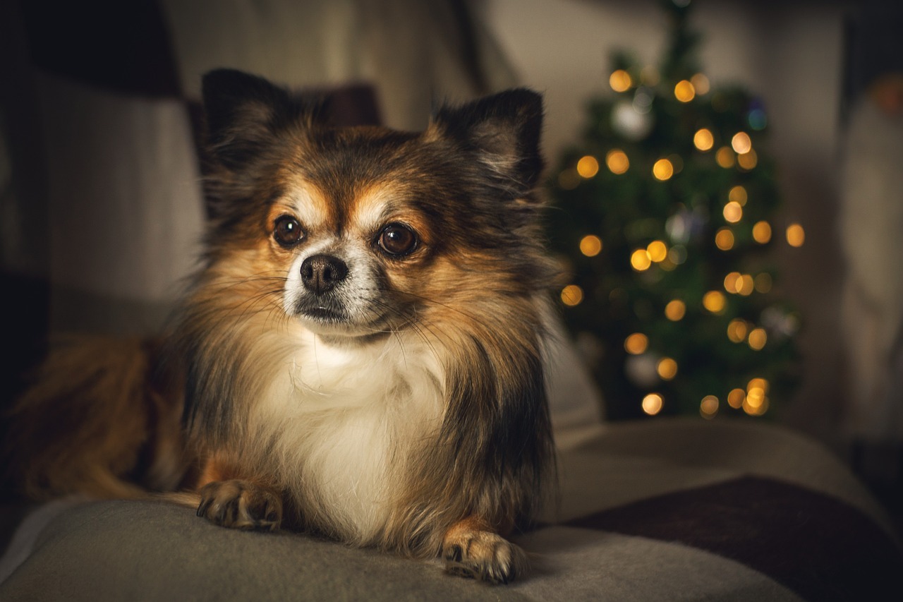 チワワの子犬が留守番する際の対策は？