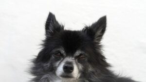 チワワの寂しがり屋対策は成犬にどう影響する？