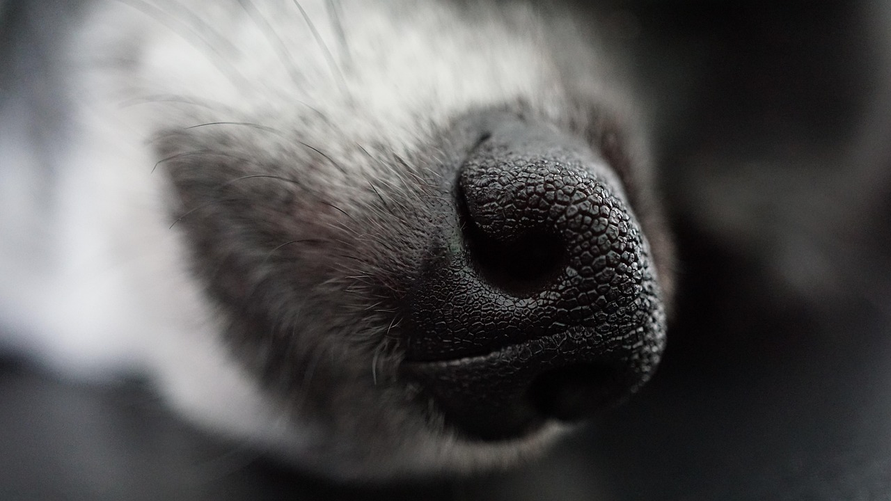 チワワの留守番対策として子犬に効果的な方法は？