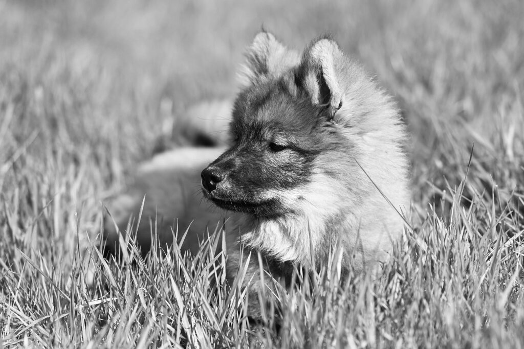 犬が寒いと感じる温度はチワワにとってどのくらい？