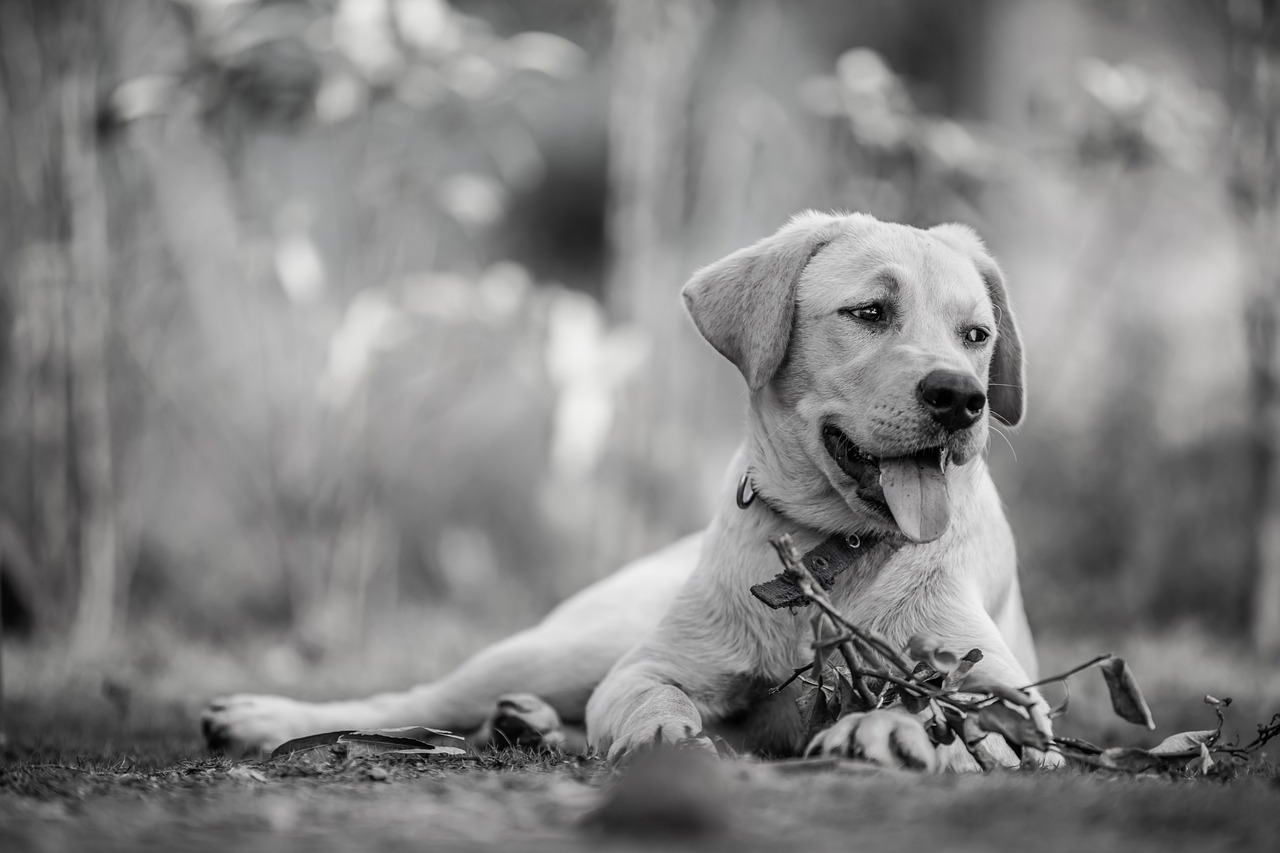 犬が寒いと感じる温度はチワワにとってどれくらい？