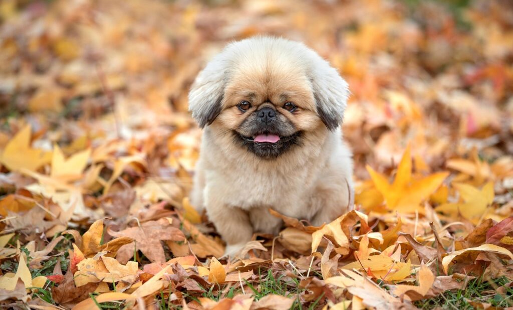 チワワが吠えるのをやめさせるための効果的な方法は？