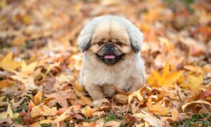 チワワが吠えるのをやめさせるための効果的な方法は？