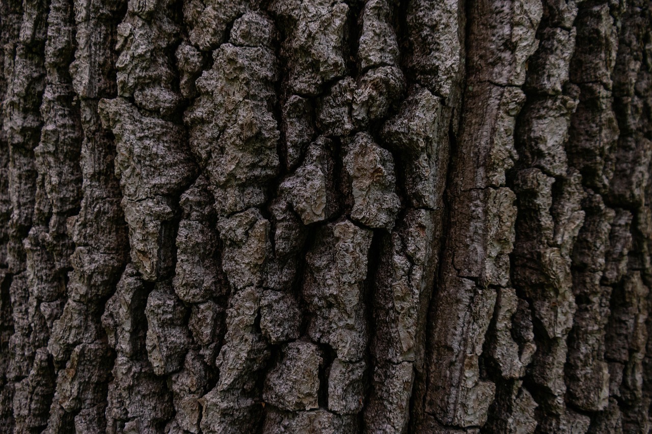 チワワが吠えるのをやめさせるための効果的な方法は？