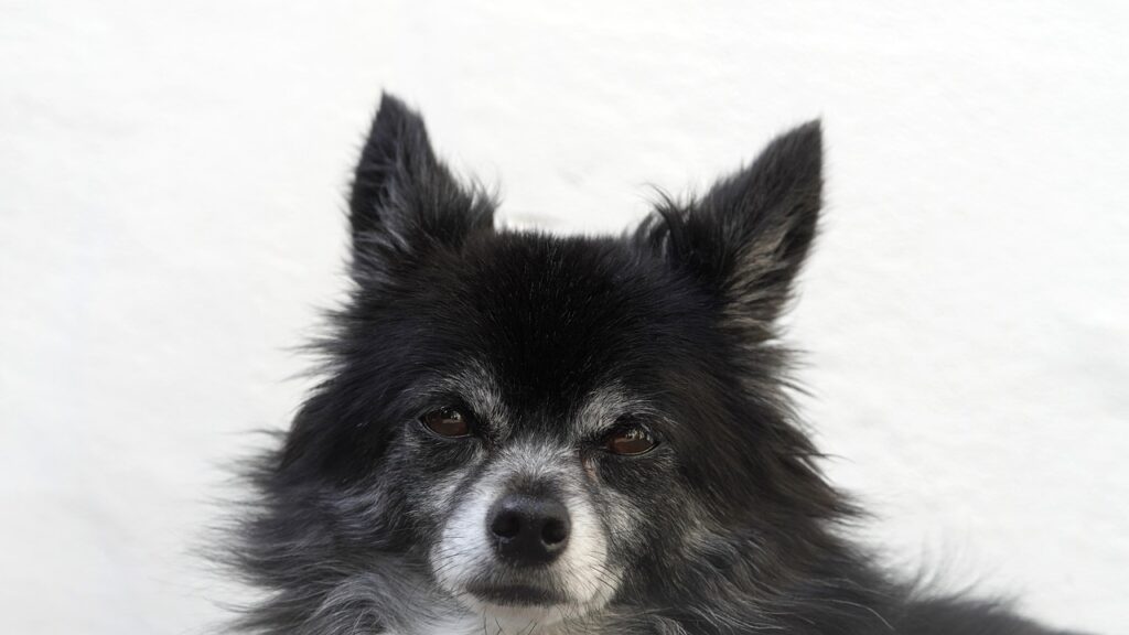 チワワが寒がりな理由と対策は？