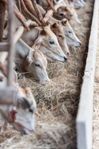チワワに適したご飯の量はどのくらいですか？