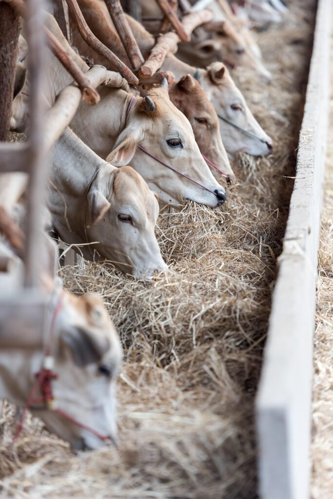 チワワに適したご飯の量はどのくらいですか？