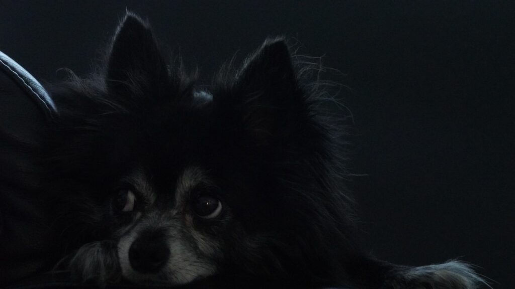 チワワのしつけに役立つ効果的な方法は？