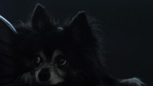 チワワのしつけに役立つ効果的な方法は？