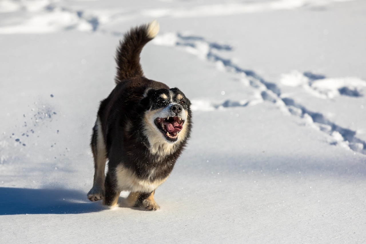 犬が寒いと感じる温度はチワワにとってどれくらい？