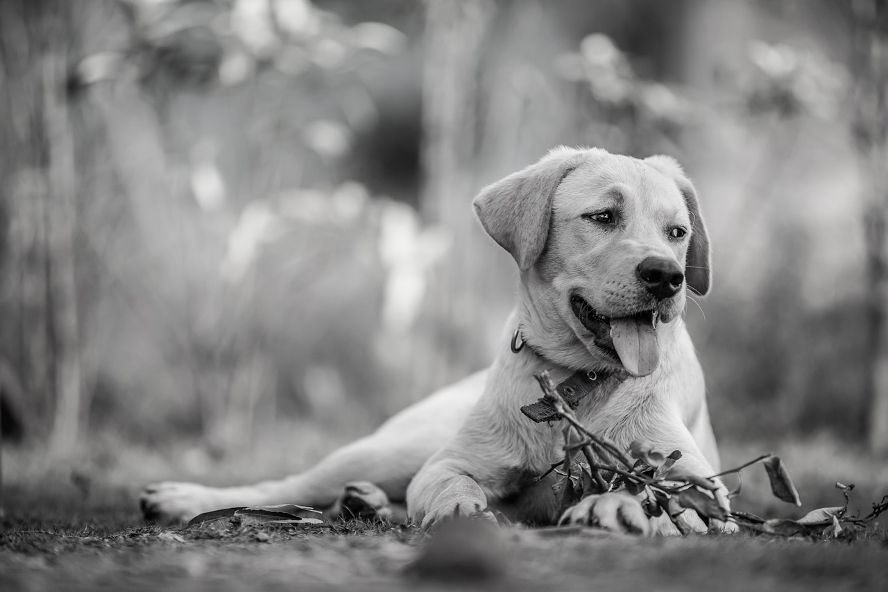 犬が寒いと感じる温度はチワワにどのくらい影響するのか？