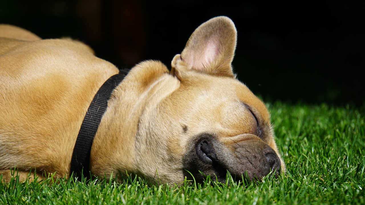 犬のおもちゃで留守番中に楽しませる方法は？