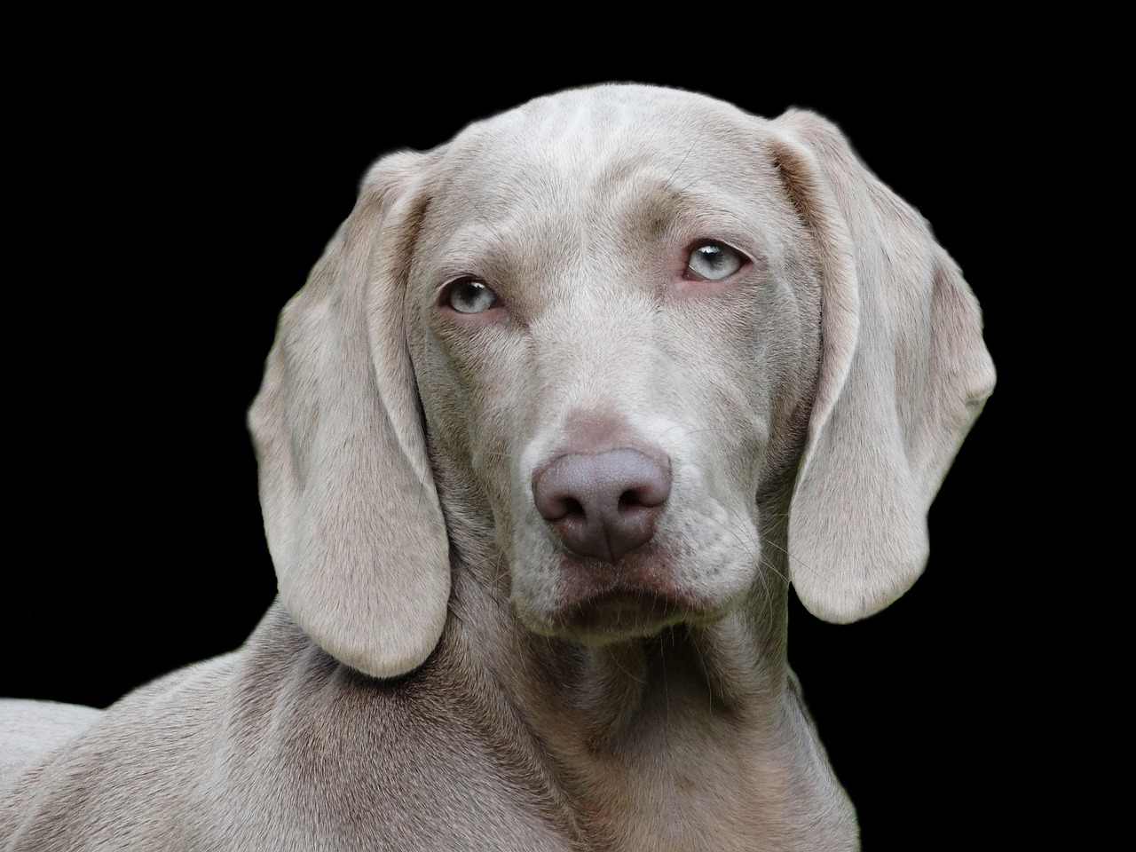 犬のおもちゃを使った留守番のコツとは？
