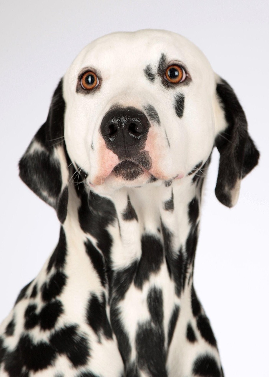 犬の留守番を安心させるためのトレーニング方法は？