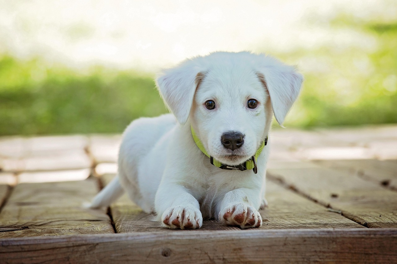 犬の留守番を楽にするためのトレーニング方法は？