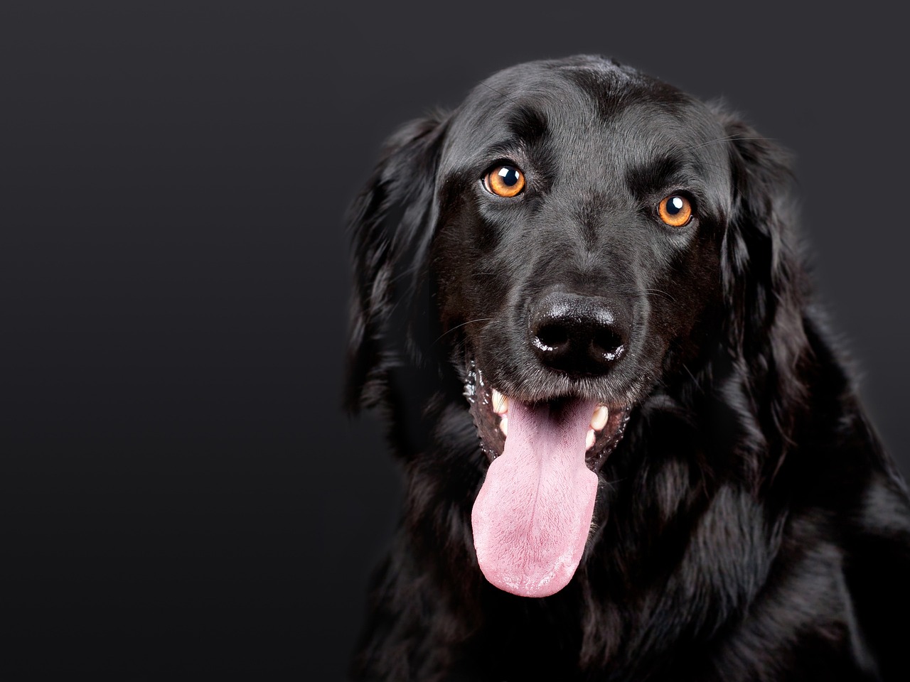 犬の留守番中に最適なおもちゃは何ですか？