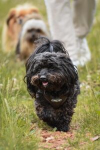 チワワが散歩を嫌がる時の効果的な対策は？