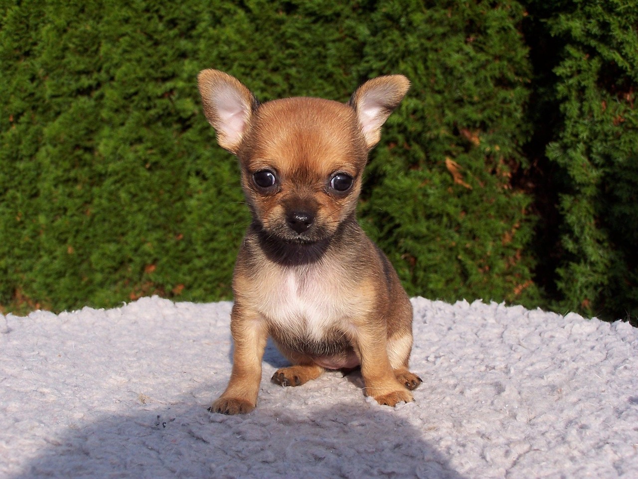 チワワの噛み癖を直すための子犬への効果的なアプローチは？