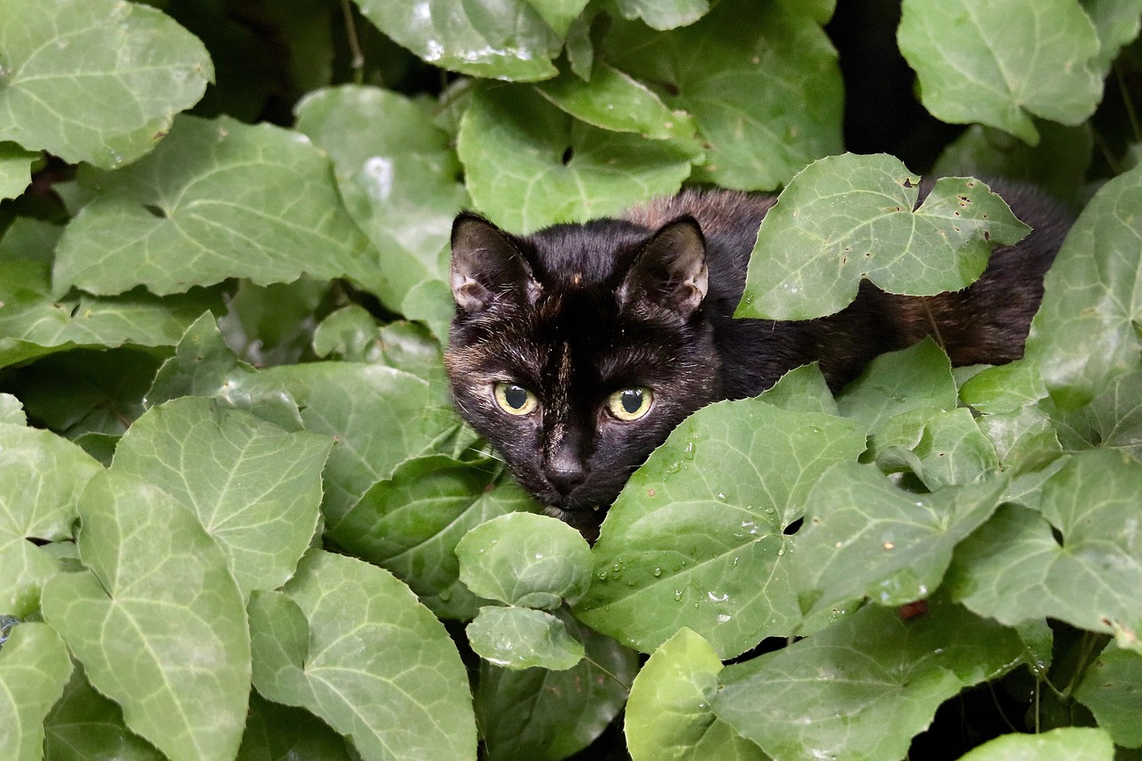 チワワの多頭飼いにおけるしつけのポイントは？