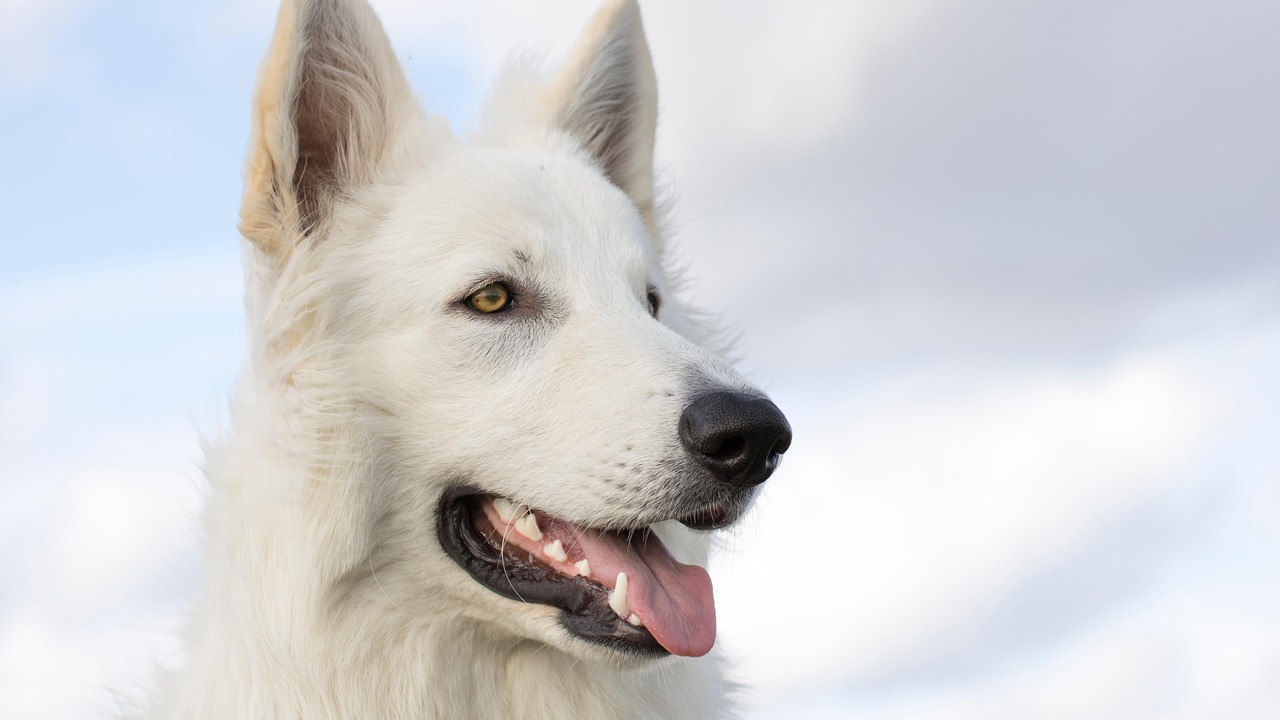 チワワの多頭飼いにおける効果的なしつけ方法は？
