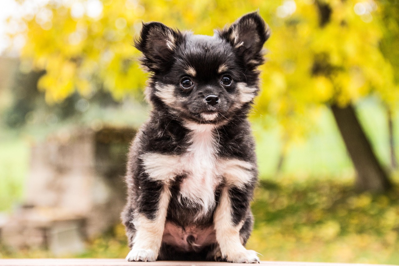 チワワの子犬のトイレのしつけ方はどうするべき？