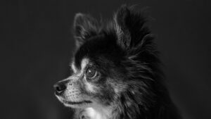 チワワの子犬の噛み癖を効果的に直す方法は？