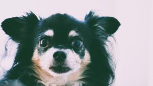 チワワの社会化に成功するための方法は？