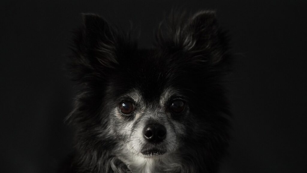 チワワが夜に吠える原因とその対策は？