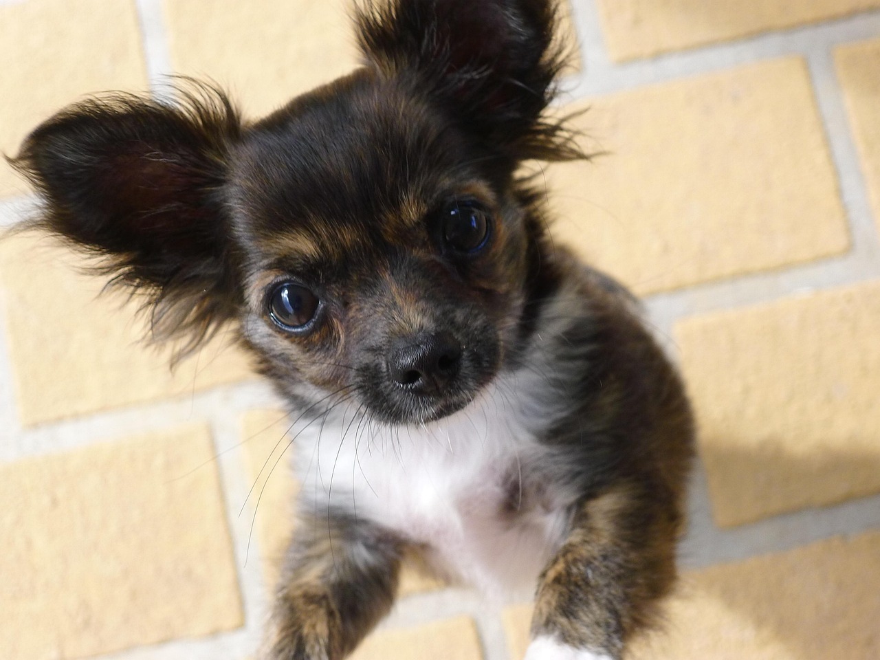 チワワの子犬が無駄吠えしないための対策は？