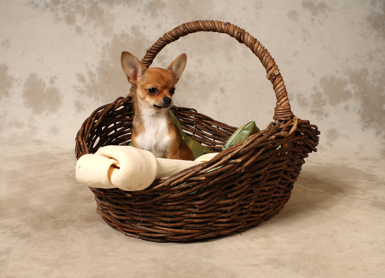 チワワの子犬が甘噛みする時の対処法は？