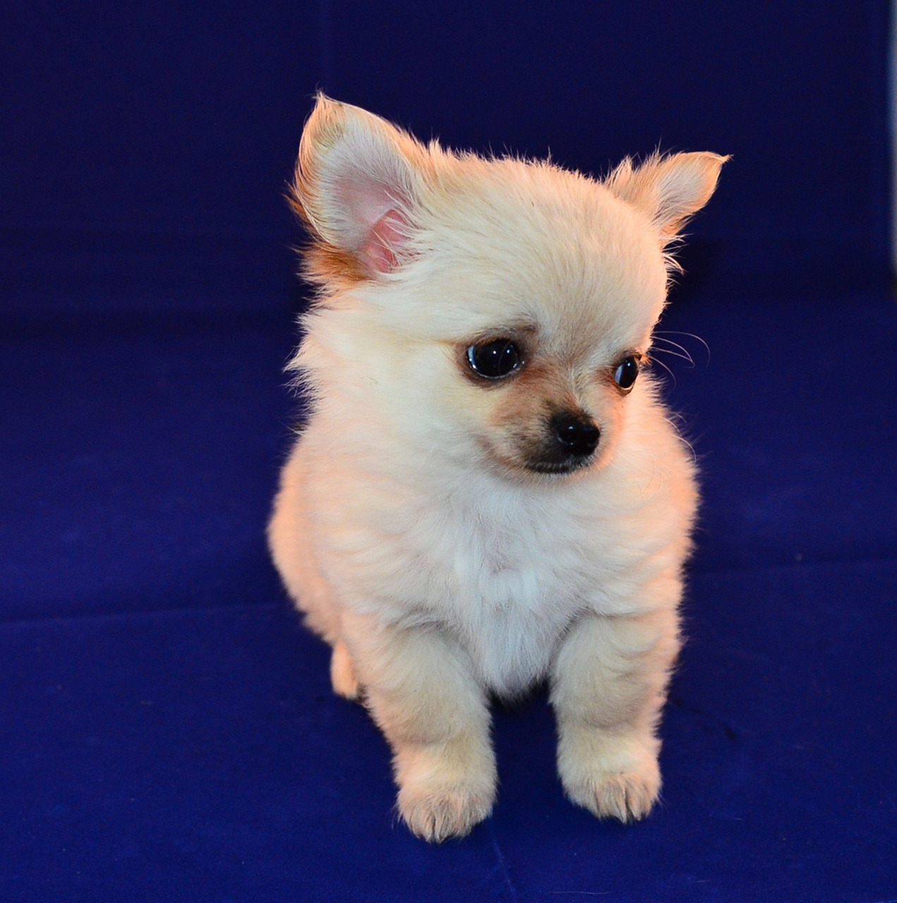 チワワの子犬は散歩をいつから始めるべきですか？